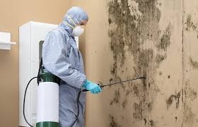 Best Mold Damage Restoration in Medina, MN